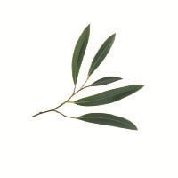 extracto de las hojas de eucalipto